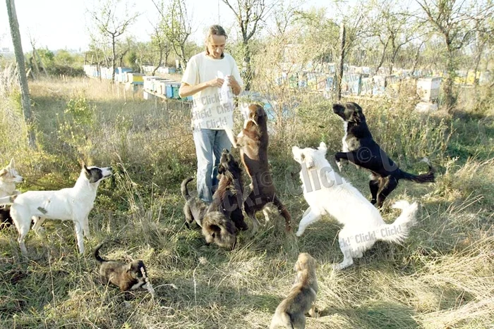 Tunari: Cu ajutorul cititorilor  Click!, Cornel a închiriat  un camion şi şi-a luat  căţeii din complexul  de la marginea Capitalei (Fotografii: Dorin Constanda)