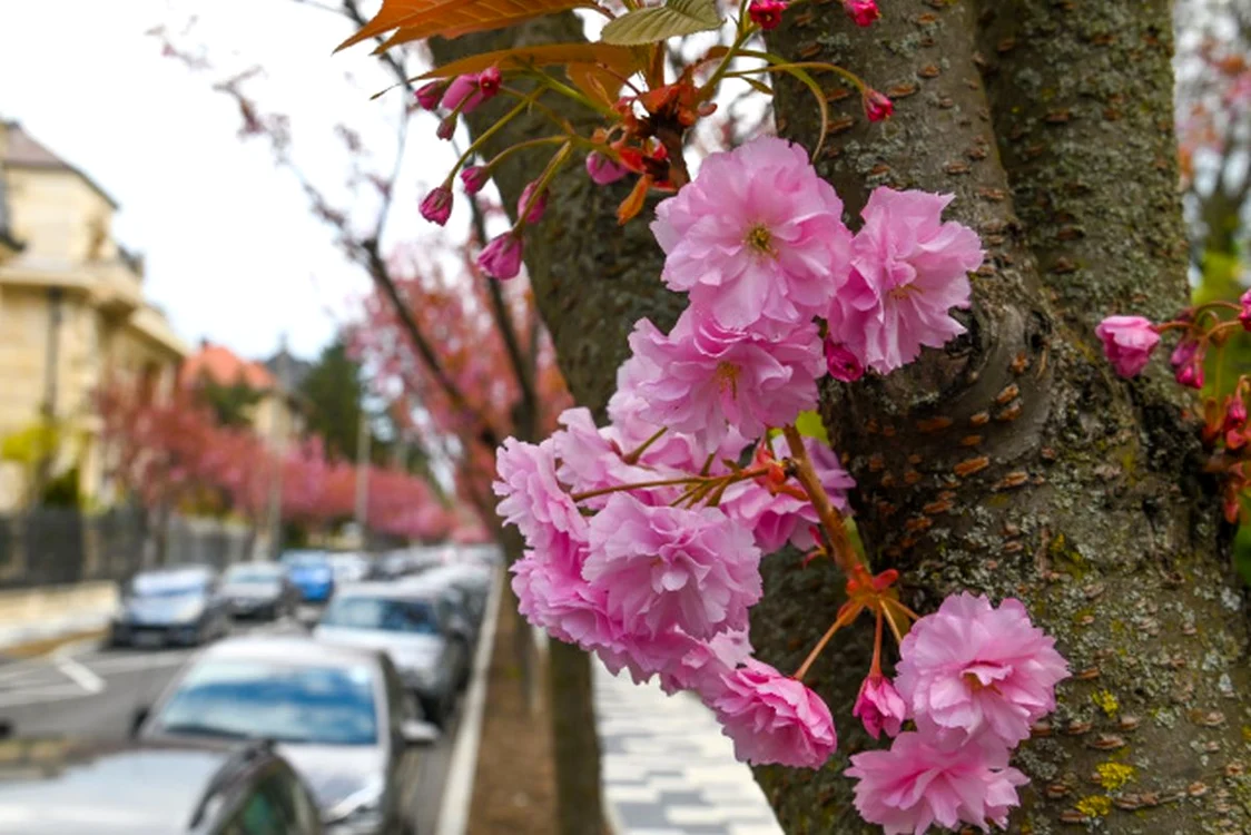 Cea mai frumoasă stradă se află în Timișoara / foto: timisoarastiri.ro