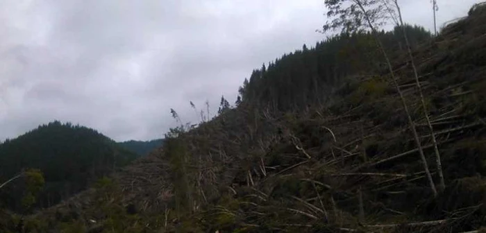 Pădure defrişată prin simularea unor calamităţi naturale. FOTO Dănuţ Zuzeac