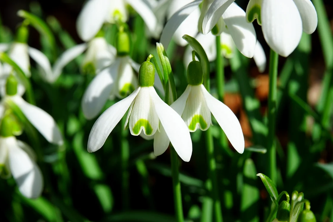 Ghioceii iubesc un sol bogat în humus / foto: Pixabay