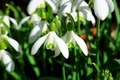 snowdrops 1025050 1280 jpg