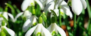 snowdrops 1025050 1280 jpg