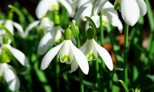 snowdrops 1025050 1280 jpg