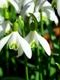 snowdrops 1025050 1280 jpg