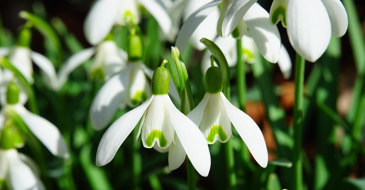Îngrijirea ghioceilor în februarie pentru mai multe flori