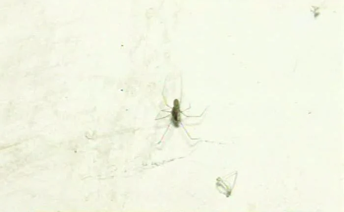 Daniela Gyorfi, şocată de mizeria din casa Ioanei Tufar (Foto: captură video Antena 1)