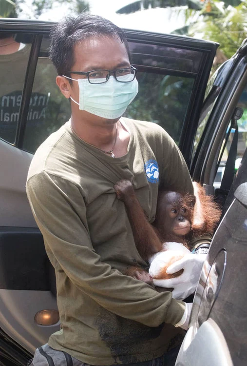 Puiul de urangutan, în brațele specialiștilor IAR
