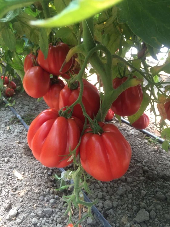 Producătorii avertizează că preţul roşiilor româneşti va creşte FOTO Adevărul