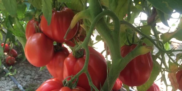 tomate