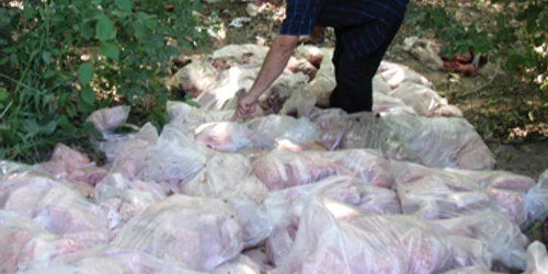 Bacău: Carne stricată la marginea şoselei