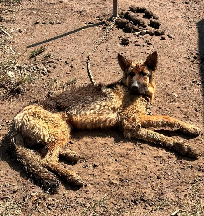 Câinele a fost găsit chiar de către polițiști. Sursă foto Biroului pentru Protecţia Animalelo