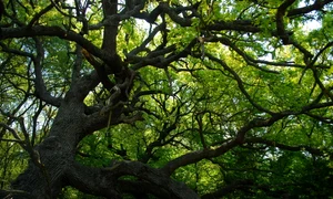 Pădurea Caraorman jpeg