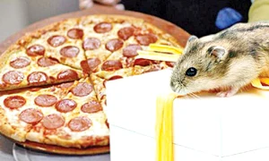 pizza jpeg