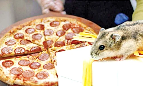 pizza jpeg