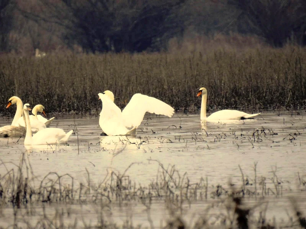 „Delta în miniatură” FOTO: Romsilva-Parcul Natural „Balta Mică a Brăilei