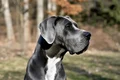 caine shutterstock1 jpeg