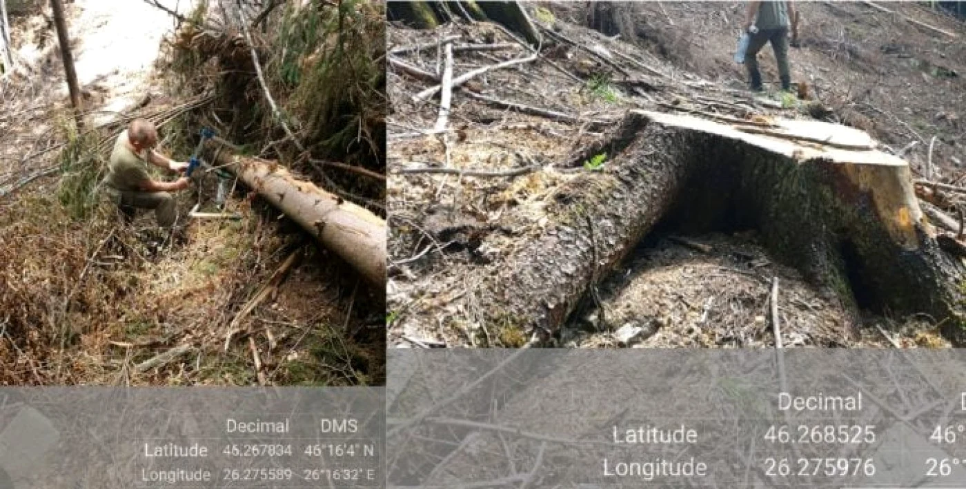 Imagini de la locul unde au fost tăiaţi copacii Foto www.bacau.net