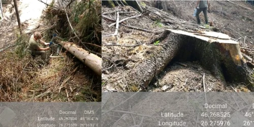 copaci taiati ilegal Bacau