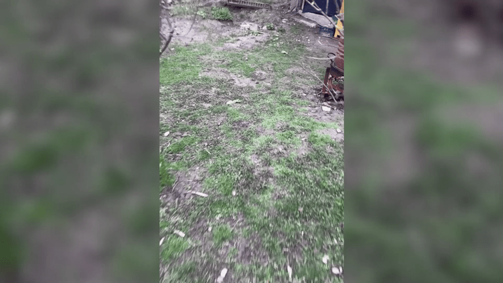 Bătrân filmat în timp ce voia să omoare un câine cu furca. „Adu-mi mielul înapoi“ VIDEO