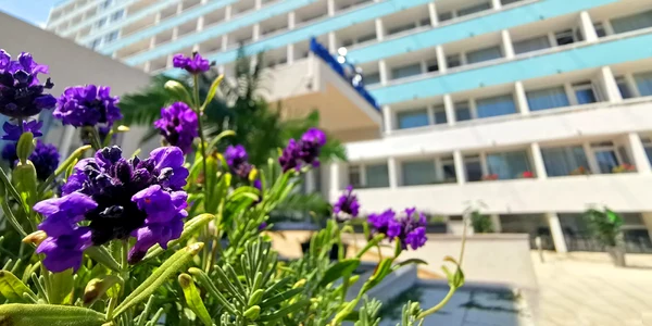 Hotelul Victoria Mamaia foto