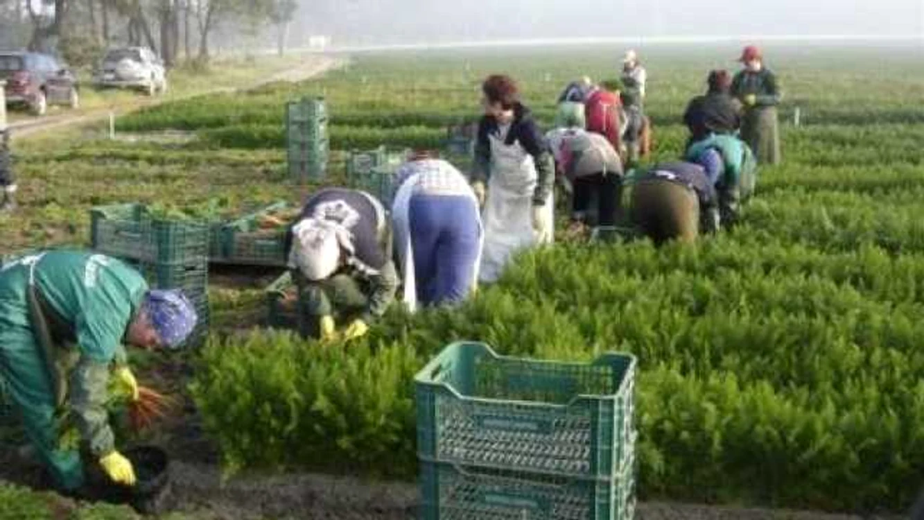 Ţeparul îşi amăgea victimele cu locuri de muncă în agricultură în Germania FOTO Arhivă