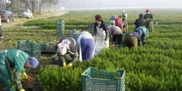 Cele mai multe solicitări de locuri de muncă în străinătate sunt pentru agricultură