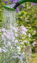 udat flori foto pixabay jpg