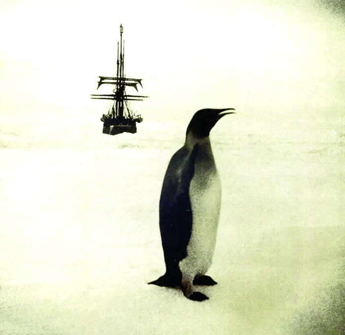 Belgica, în menghina de gheaţă a banchizei australe