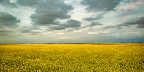 lan de floarea soarelui