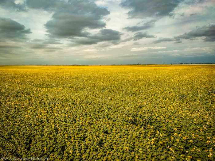 Importurile de semințe oleaginoase din Ucraina au scăzut drastic, Foto: Arhivă Adevărul