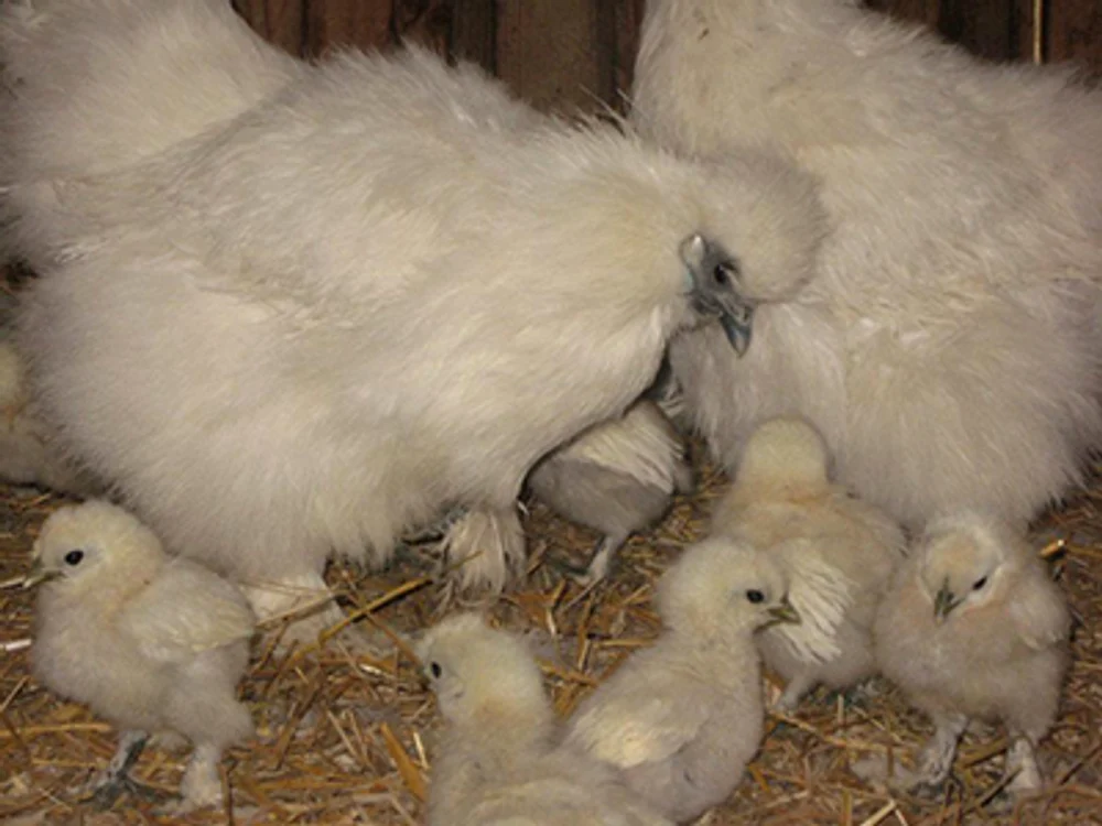 Găină şi pui din rasa silkie 