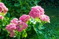 sedum getty1 jpeg