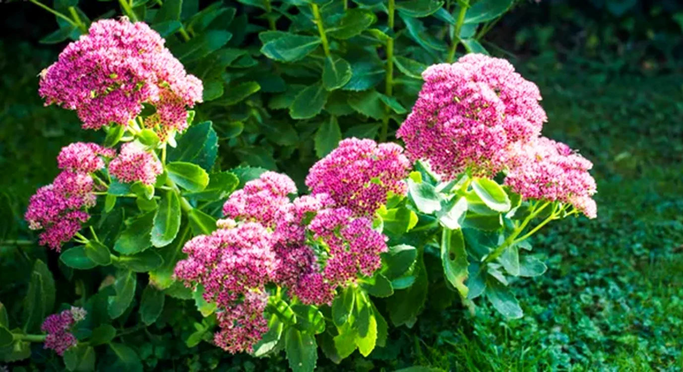 Sedum este alegerea perfectă vara / foto: Getty Images