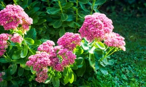 sedum getty1 jpeg