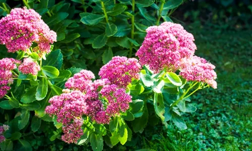sedum getty1 jpeg