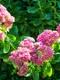 sedum getty1 jpeg