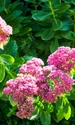 sedum getty1 jpeg