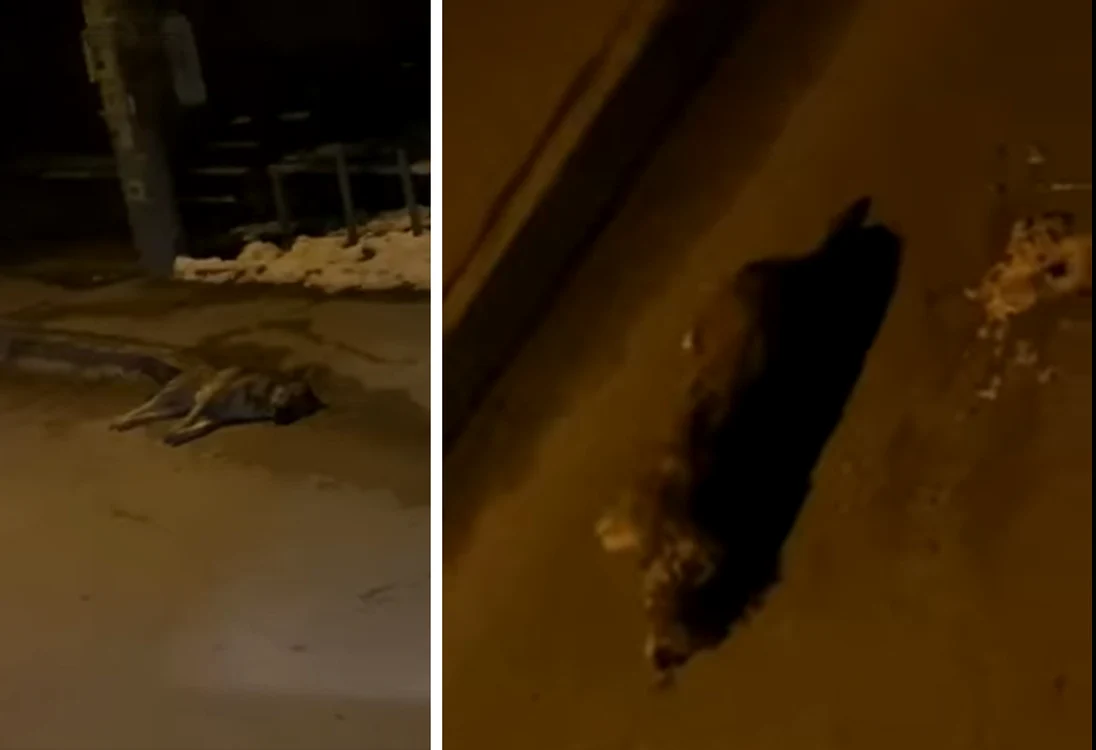 Câini otrăviți zăcând în stradă, la Fălticeni SURSA martor