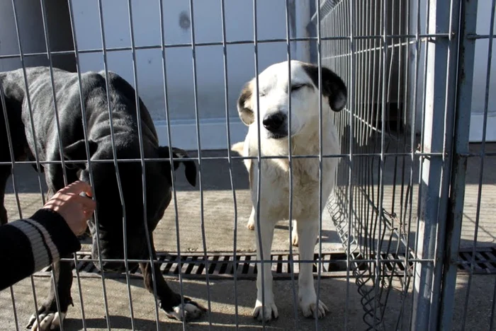 Câinii se bucură ori de câte ori cineva îi vizitează