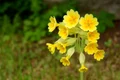 primrose 2363120 1280 jpg