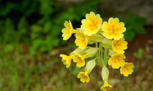 primrose 2363120 1280 jpg