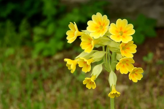 Planta supranumită „cheia de aur” are o mulțime de beneficii pentru sănătate / FOTO: Pixabay