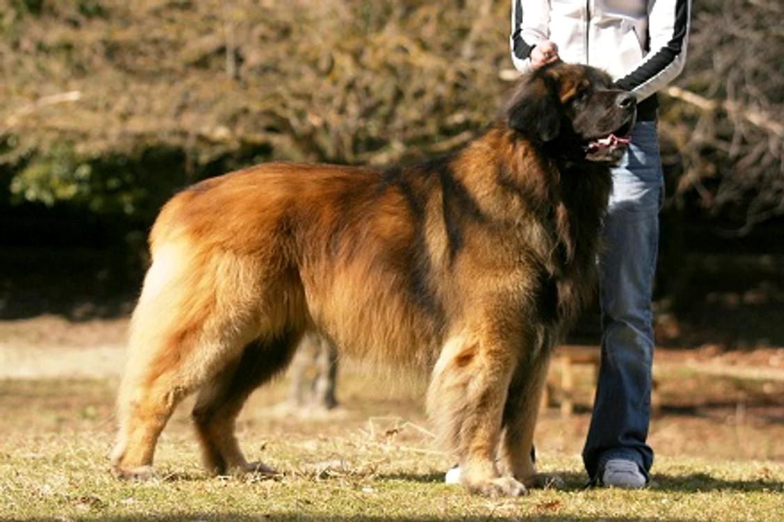 Rase de câini care nu latră: Leonberger