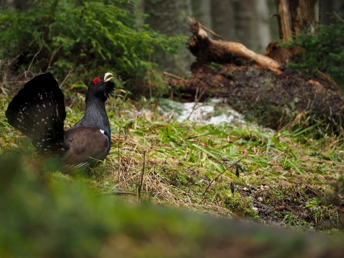 Imagini splendide cu rotitul cocoşului de munte, într-o pădure din Parcul Naţional Piatra Craiului. E toiul perioadei împerecherii acestei specii VIDEO