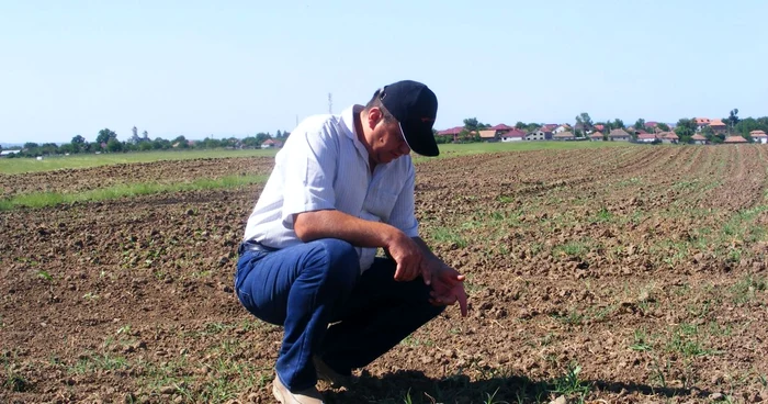 Nicu Stroescu pe terenul cultivat cu floarea soarelui FOTO Corina Macavei