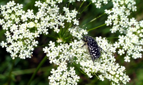 coada soricelului shutterstock 5010343 jpeg