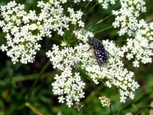 coada soricelului shutterstock 5010343 jpeg