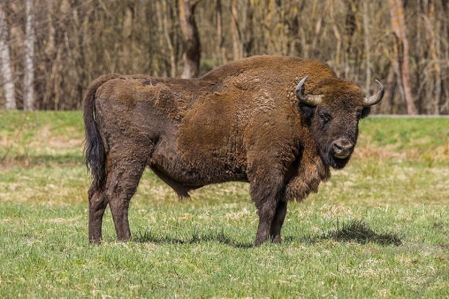 Zimbrul, animal de legendă în Maramureș. Consiliul Județean vrea să înființeze o rezervație