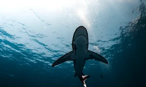 shark 9757306 1280 jpg