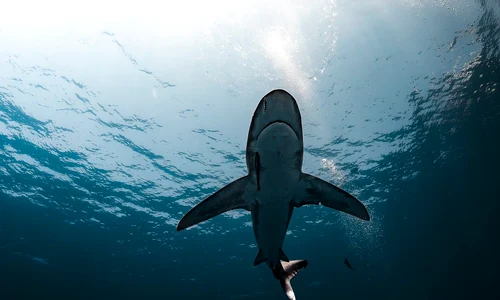 shark 9757306 1280 jpg